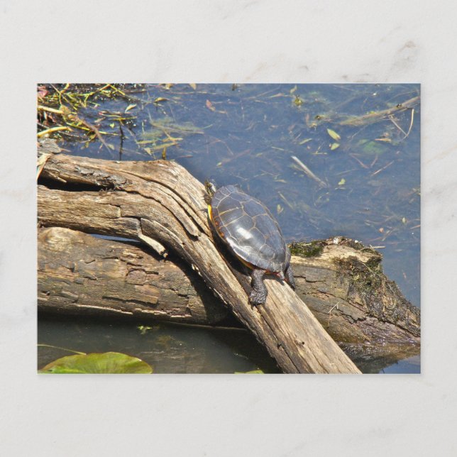 Turtle's Day Off Vykort (Framsida)