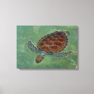 Turtles på Canvas