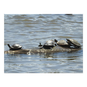 Turtles på en logg på Mississippi River Photo Fototryck