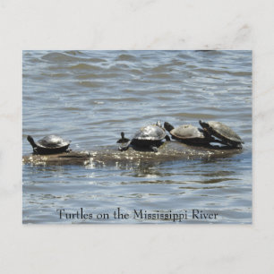 Turtles på en logg på Mississippi River Photo Po Vykort