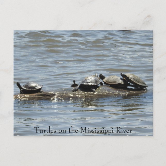 Turtles på en logg på Mississippi River Photo Po Vykort (Framsida)