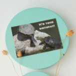 Turtles på Sten Photo Funny Birthday Kort<br><div class="desc">Skicka någon ett lustigt födelsedagskort för allt som innehåller en foto av två dammsköldpaddor som försöker  rymden på ett litet sten tillsammans med humoristisk hälsning inuti. Välj från projektionsyta eller glansigt stil-kort.</div>
