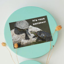 Turtles på Sten Photo Funny Birthday