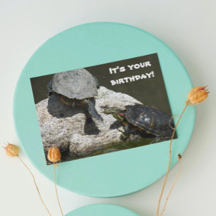Turtles på Sten Photo Funny Birthday Kort
