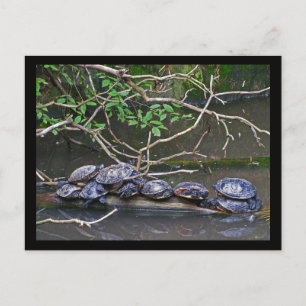 Turtles Pile upp Vykort