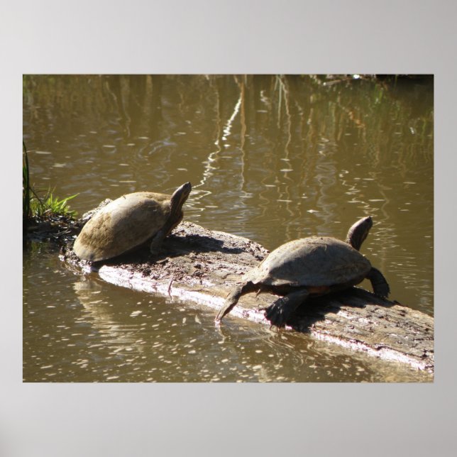 Turtles Poster (Framsidan)