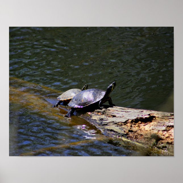 Turtles Poster (Framsidan)