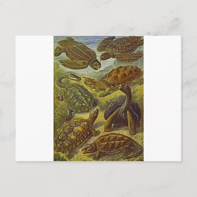 Turtles Scientific Print Vykort (Framsida)