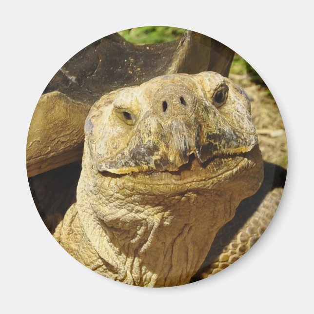 Turtle's Smile Magnet (Framsidan)