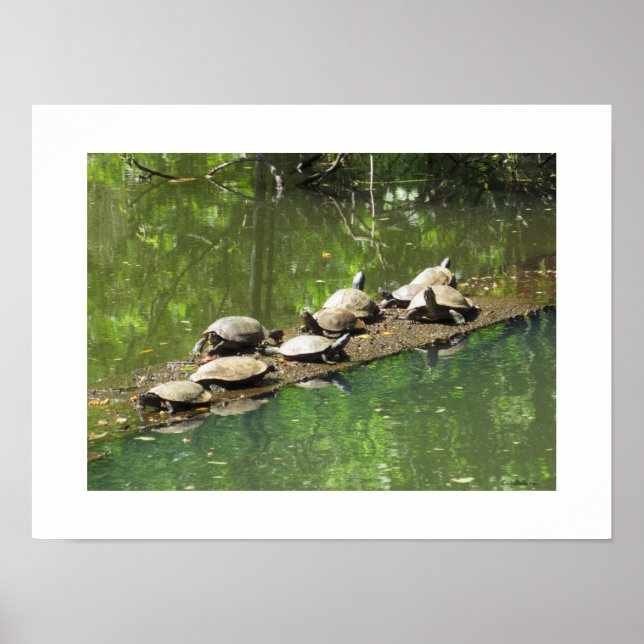 Turtles Sunning själv Poster (Framsidan)