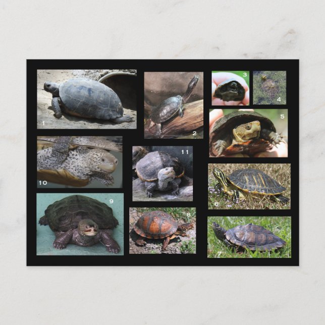 Turtles, Terrapins och Torts of SC Postcard Vykort (Framsida)