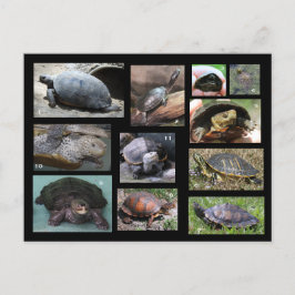 Turtles, Terrapins och Torts of SC Postcard Vykort