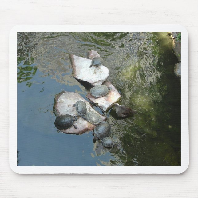 Turtles/Tortoises Musmatta (Framsidan)