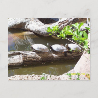 TURTLES, TURTLES! VYKORT