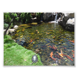 Turtles vid Koi Pond Fototryck