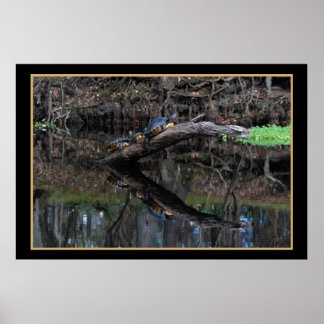Turtles vid Santa Fe River 520 Poster