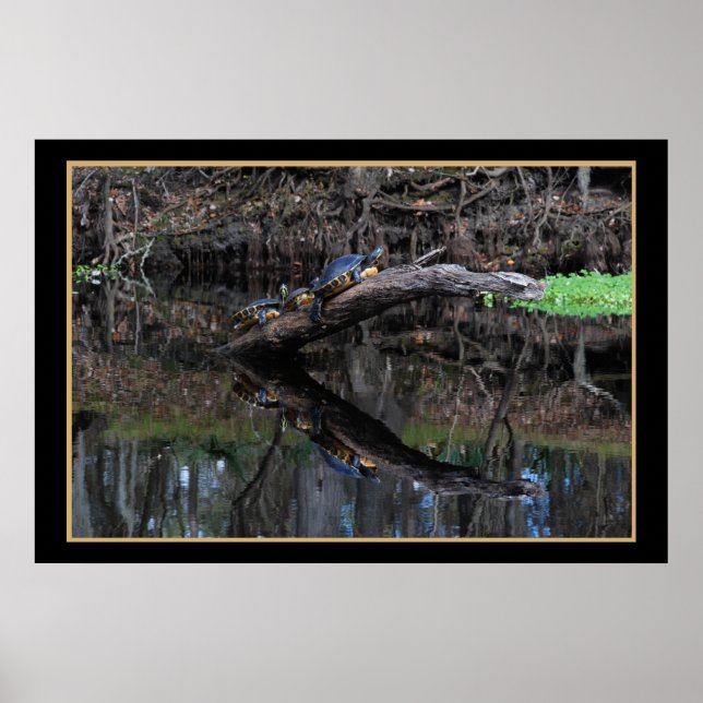 Turtles vid Santa Fe River 520 Poster (Framsidan)