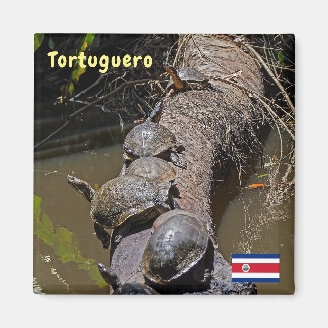 Turtles vid Tortugueros nationalpark - Costa Rica Magnet (Framsidan)