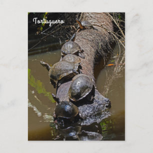 Turtles vid Tortugueros nationalpark - Costa Rica Vykort