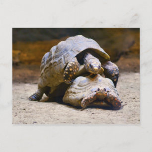 Turtles Vykort