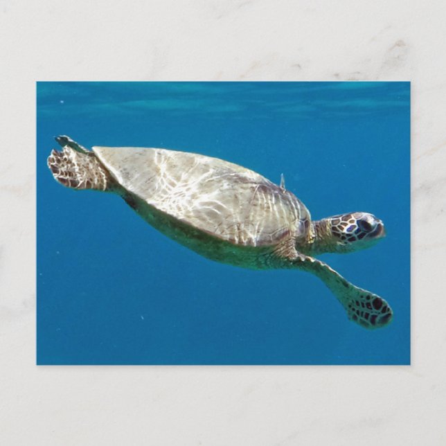 Turtles Vykort (Framsida)