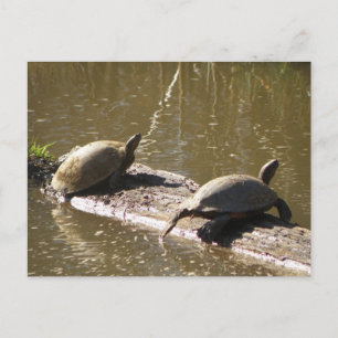 Turtles Vykort