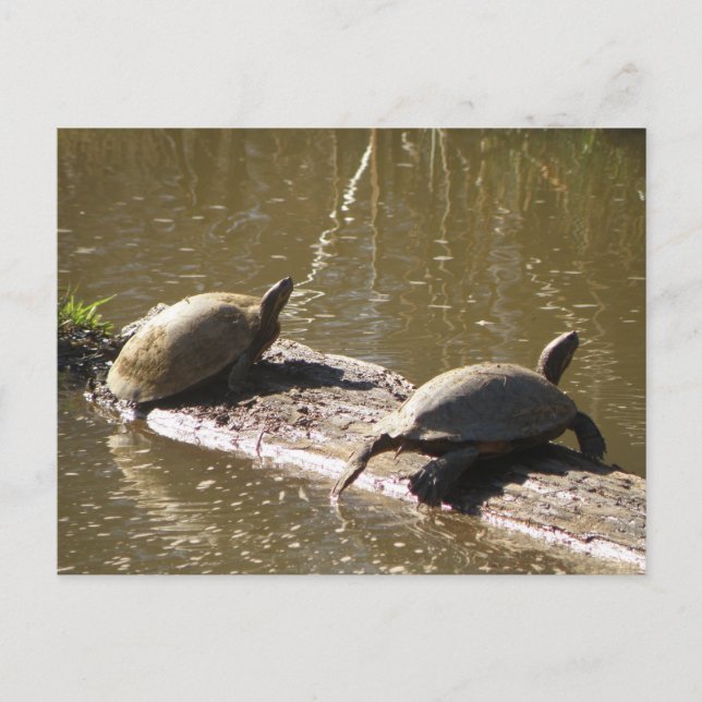 Turtles Vykort (Framsida)