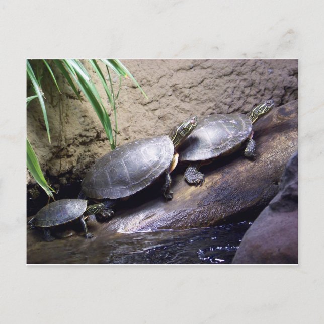 Turtles Vykort (Framsida)