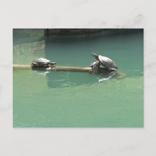 Turtles Vykort (Framsida)