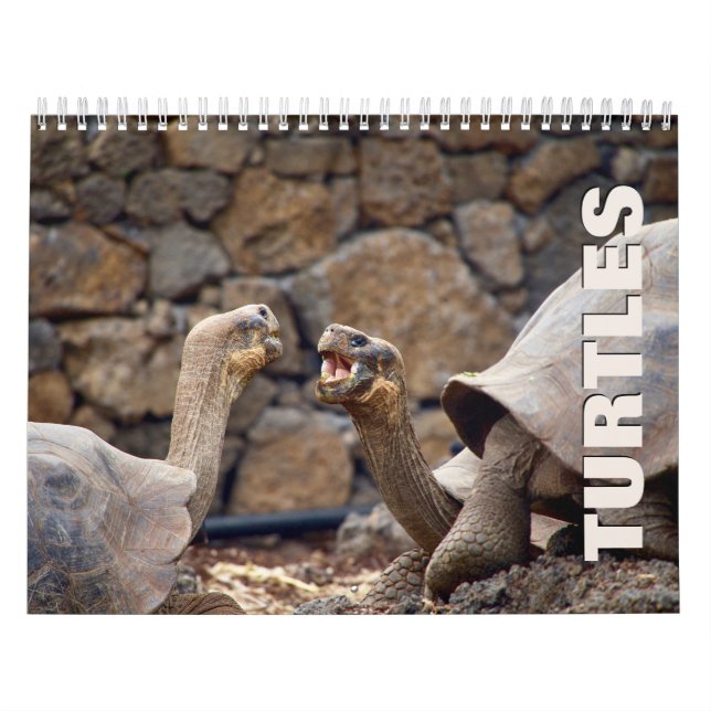 Turtles Wall Calendar Kalender (Omslag)