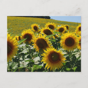 Tuscan_Sunblommor2 Vykort