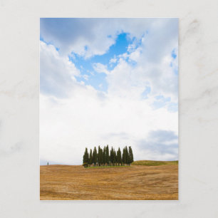 Tuscany cypress träd vykort