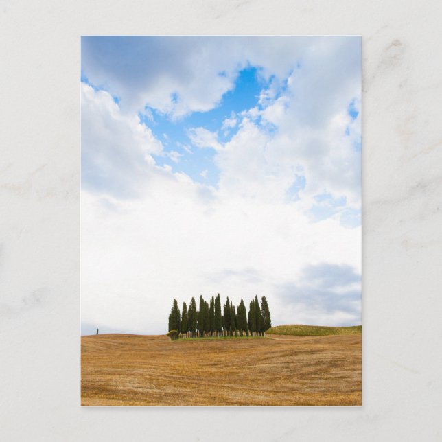 Tuscany cypress träd vykort (Framsida)