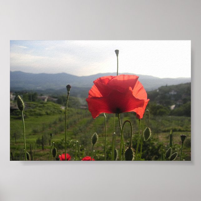 Tuscany Poppy Poster (Framsidan)