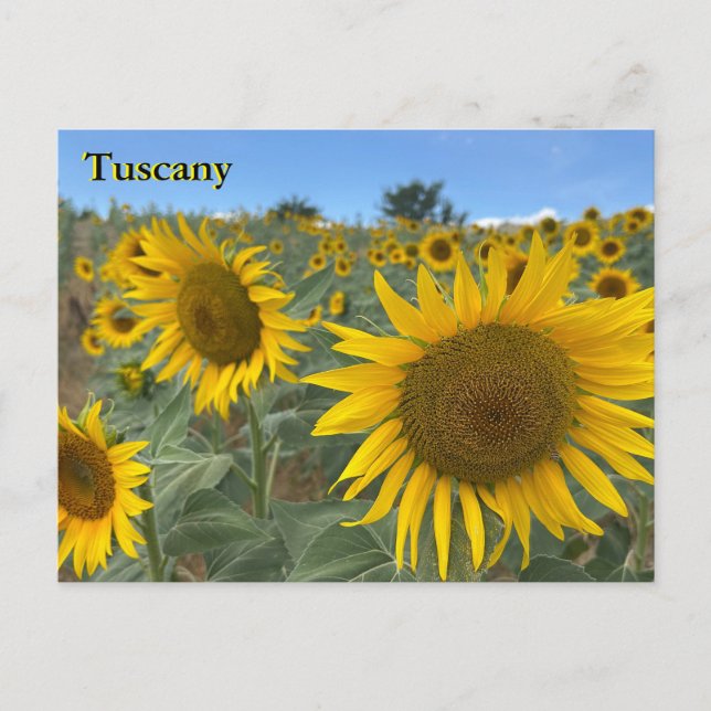 Tuscany Sunblommor vycard Vykort (Framsida)