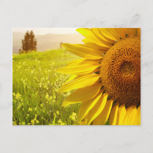 Tuscany Sunblommor Vykort