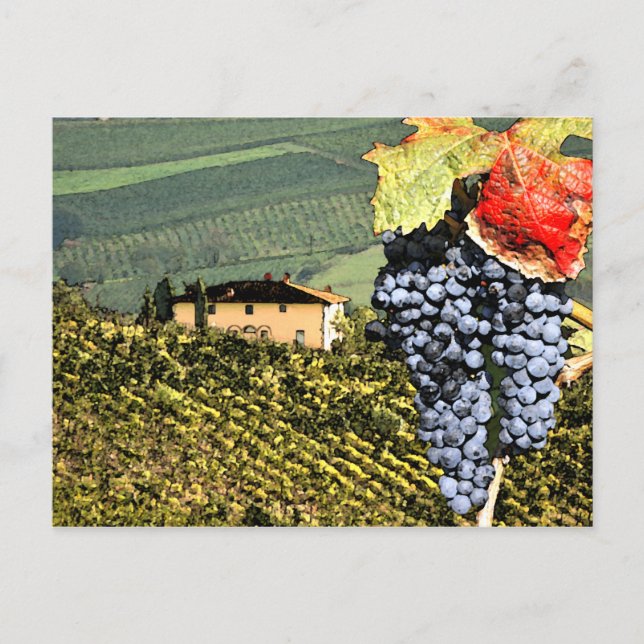 Tuscany Vineyard Postcard Vykort (Framsida)