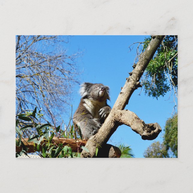 Tusen Koala Bear.. Vykort (Framsida)