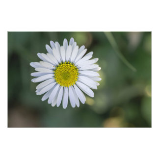 Tusenskönas (Bellis perennis) blomställning Fototryck