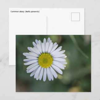 Tusenskönas (Bellis perennis) blomställning Helg Vykort
