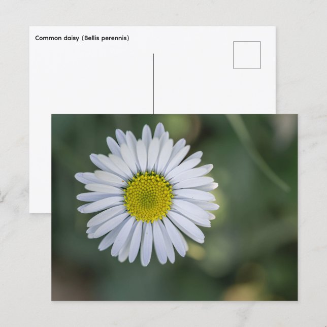 Tusenskönas (Bellis perennis) blomställning Helg Vykort (Fram/baksida)