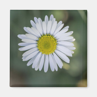 Tusenskönas (Bellis perennis) blomställning Magnet