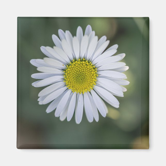 Tusenskönas (Bellis perennis) blomställning Magnet (Framsidan)
