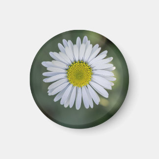 Tusenskönas (Bellis perennis) blomställning Magnet