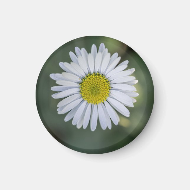 Tusenskönas (Bellis perennis) blomställning Magnet (Framsidan)