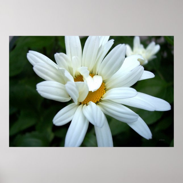 Tusenskönas blomning poster (Framsidan)
