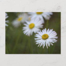 Tusenskönor Blomma - Blomfotografering Vykort