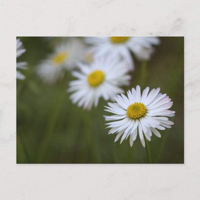 Tusenskönor Blomma - Blomfotografering Vykort (Framsida)