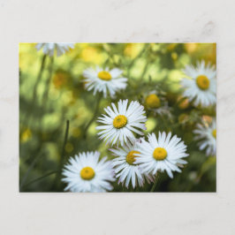 Tusenskönor Blomma - Blomfotografering Vykort
