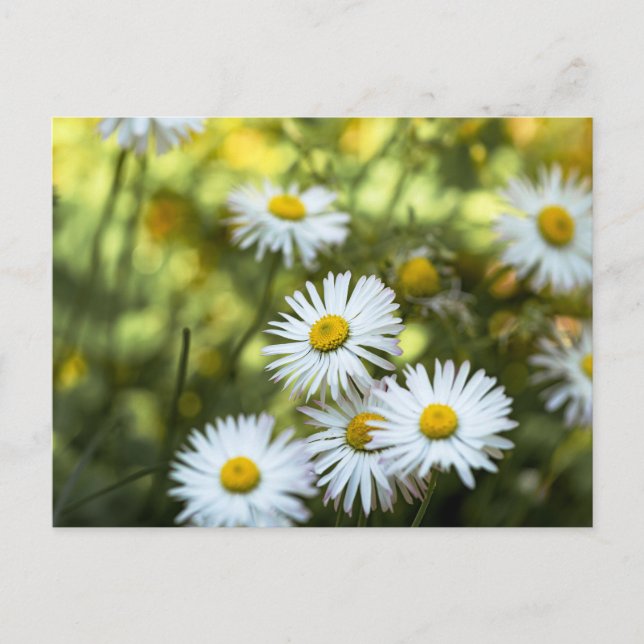 Tusenskönor Blomma - Blomfotografering Vykort (Framsida)
